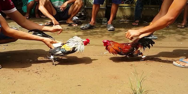Huấn luyện cường độ cao cho kê chiến