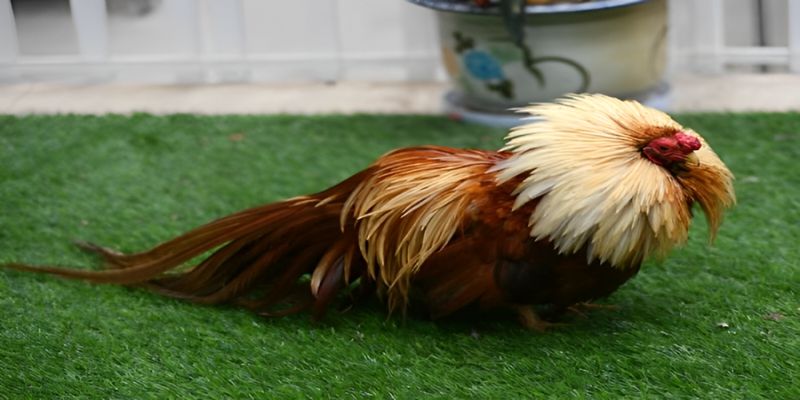 Cách nuôi gà đá bo lớn chuẩn từ chuyên gia