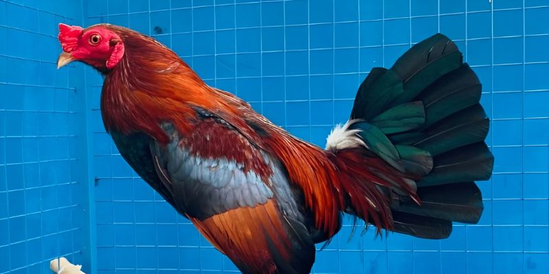 Cách dễ dàng nhận biết gà đá bo lớn