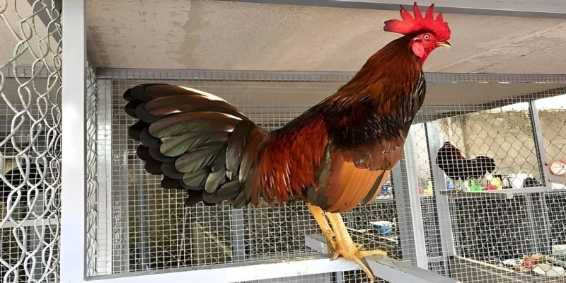 Khái quát về gà đá bo lớn