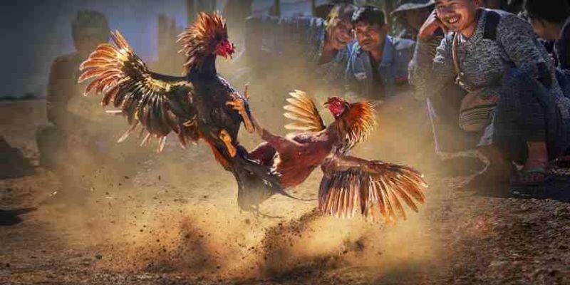 Kinh nghiệm tham gia cá cược đá gà
