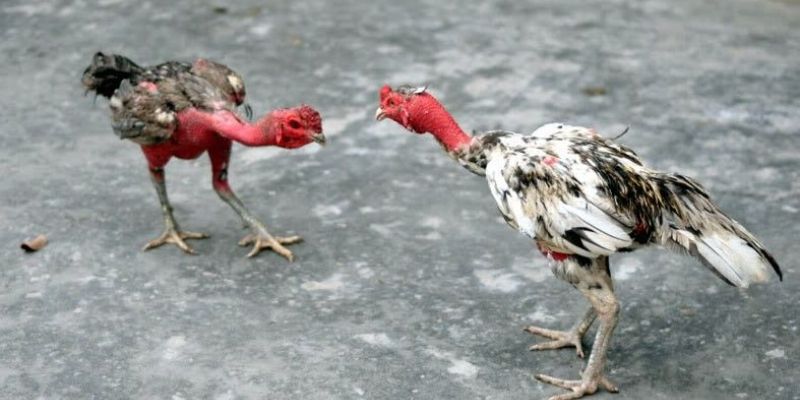 Nắm bắt thông tin từng chiến kê