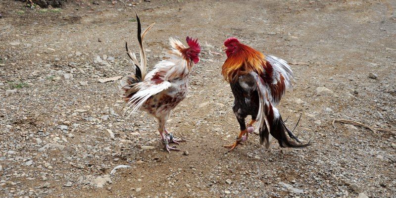Top ưu điểm không thể không nhắc đến của đá gà cựa dao