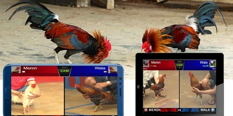 Cá cược trực tiếp full HD, không giật lag