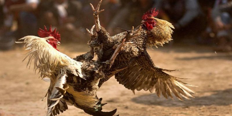 Đánh giá và chọn lọc chiến kê xuất sắc