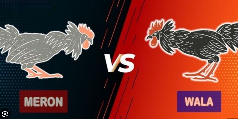 Tổng quan về đá gà cựa sắt