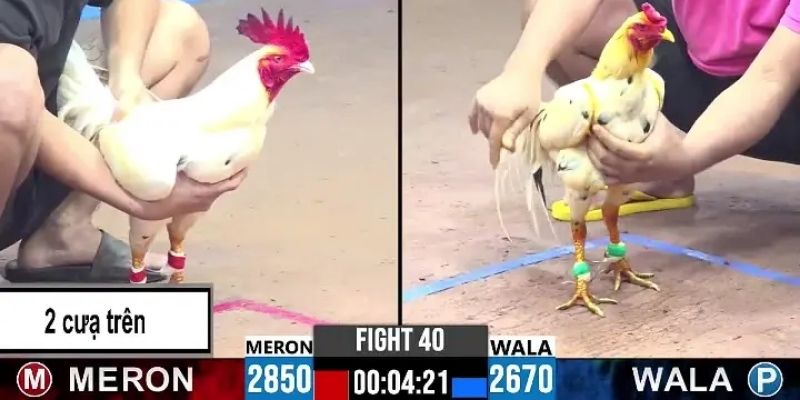 Hướng dẫn tham gia đá gà cựa sắt tại nhà cái 88clb