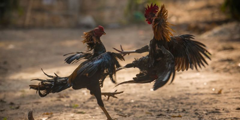 Dự đoán kết quả dựa vào thông tin gà chiến