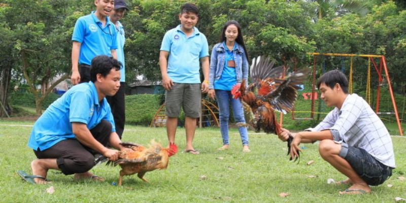 Phân biệt thắng thua trong đá gà trực tiếp C3