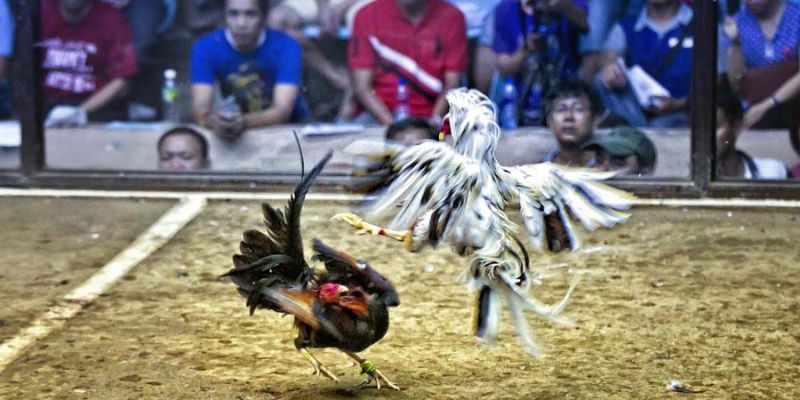 Thông tin cần nắm rõ về đá gà trực tiếp C3